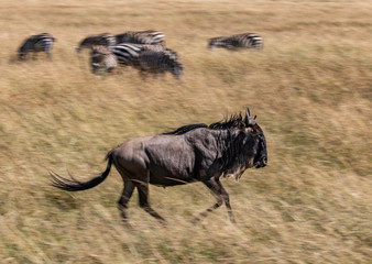 Fototapeta na wymiar Wildebeest, Connochaetes taurinus, also known as a Gnu running in the tall grass of the savannah of the Masai Mara, Kenya, with zebra in the blurred background