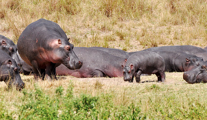 hippopotamus in savannah