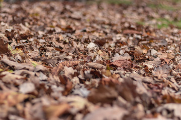 Leaves on the floor autumn background