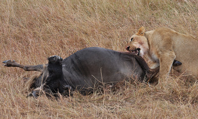 lioness eating antelope