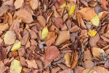 Leaves on the floor autumn background