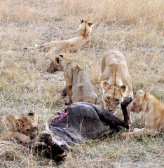 lions eating their capture