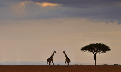 Fototapeta na wymiar Giraffes in national park