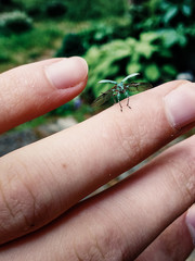 Closeup of a tiny little green bug sitting on a human finger. 