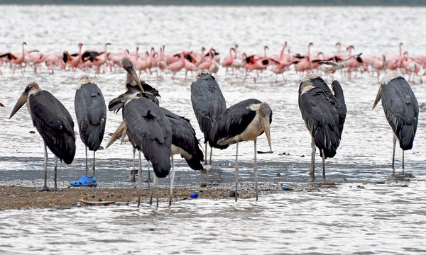 Leptoptilos in nukuru lake