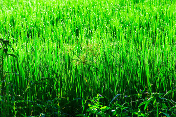 Obraz premium Beautiful green rice field with sunrise in the morning in Thailand, Flare light of sun shine to yellow paddy rice fields, Dew on the top of rice paddy, Agriculture of Thai farmer
