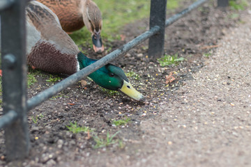 Mallard (Anas platyrhynchos) standing on the shore