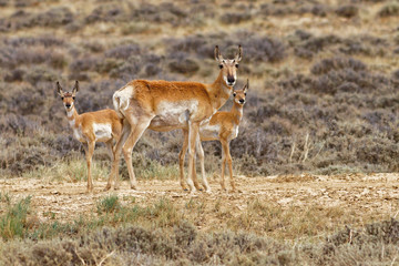 Pronghorn Family