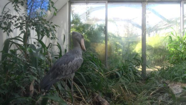 A shoebill (Balaeniceps rex) stork standing surrounded by plants. Exotic bird.