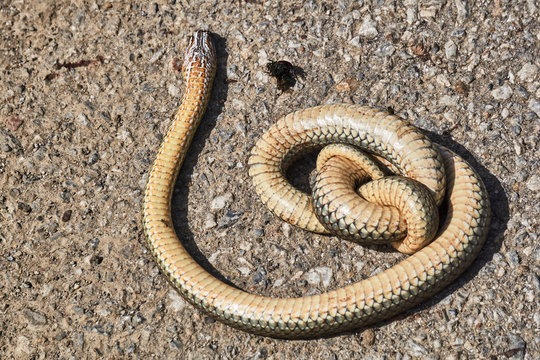 A large specimen of a dead snake, Caspian whipsnake in Greece.