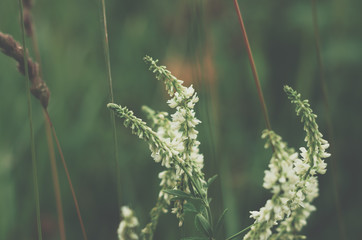 Fototapeta premium High angle closeup of a blooming field plant with white flowers.