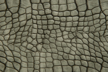 Crocodile genuine leather fom stomach part.