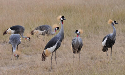 sandhill crane
