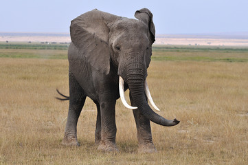 Fototapeta premium elephant in kenya