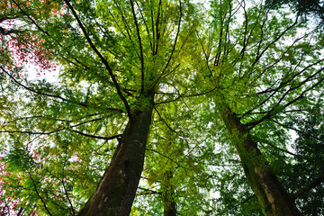 Obraz premium 紅葉