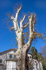 The trunk and branches of an old plane tree with young shoots