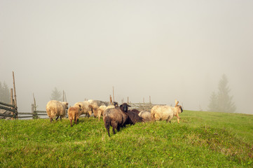 Carpathians, Ukraine. Journey in the mountains. Hiking Travel Lifestyle concept beautiful mountains landscape on background Summer vacations activity outdoor. Flock of sheep in the carpathians.