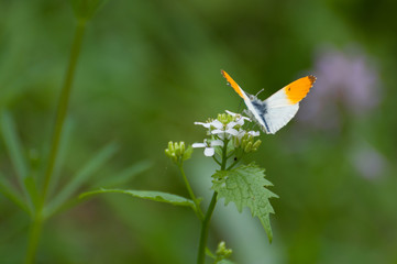 Elegant orange and white butterfly (Anthocharis cardamines) searching for nectar