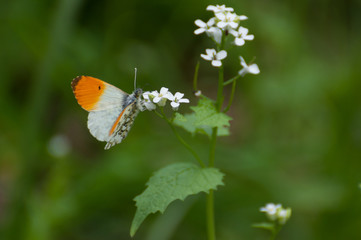 Delicate orange and white butterfly (Anthocharis cardamines) searching for nectar