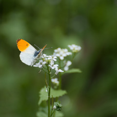 An orange and white butterfly (Anthocharis cardamines) resting on small flowers