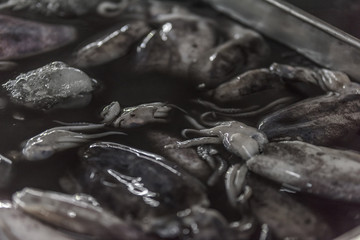 Squid in a market stall
