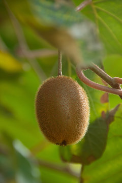 Kiwi (Actinidia deliciosa)  en automne