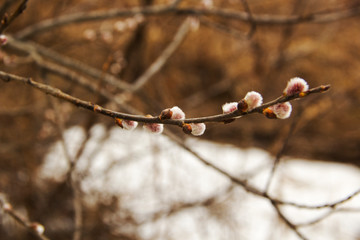 Branch of a young willow