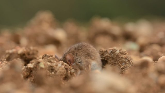 Eastern House Mouse - Mus musculus on the ground, brown background