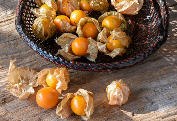 Hogweed, Ground Cherry or 