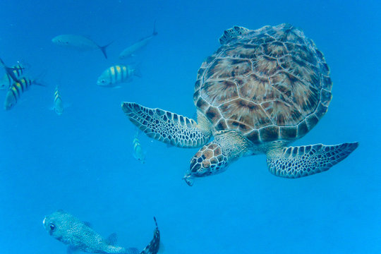 Underwater view of Green Sea Turtle (Chelonia mydas) swimming in blue sea in Barbados