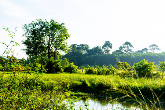 Beautiful green rice paddy field with sun light in the morning, View of green tree beside marsh, Landscape nature of green field on riverside © Nuttapon