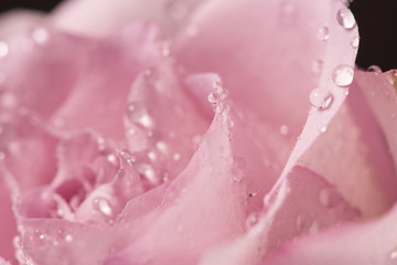 Fototapeta premium Beautiful rose bud with drops on a black background