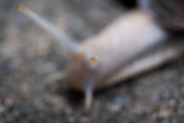 close-up on the tip of a snail´s eye, sharpend only the eye while the rest is blurry