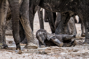 Fototapeta premium Baby Elephant playing in the mud on a dirt road in Etsha Ntional Park in Namibia