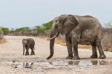Mother and baby elephant in the mud on a dirt road in Etsha Ntional Park in Namibia