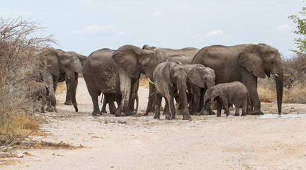 Herd of elephants in the mud on a dirt road in Etsha Ntional Park in Namibia