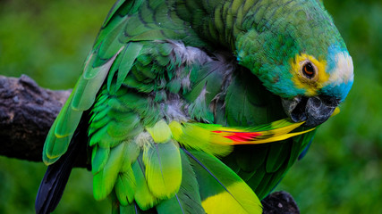 close-up on a colorful parrot dressing up, taking care of his beautiful green, red-spottet feathers
