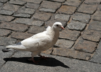 White dove in the square of the ancient city of Cadiz