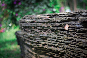 firewood in the forest