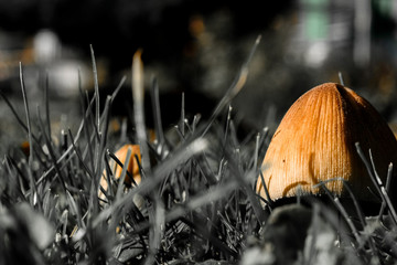 Close-up on a brownish mushroom in pale grass with blurry background