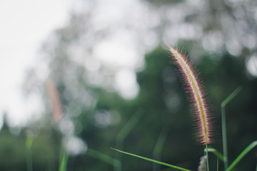 grass on black background