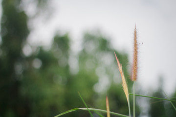 green grass with dew