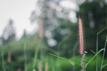 grass on a background