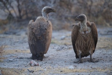 Vultures