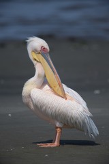 Fototapeta na wymiar Pelican