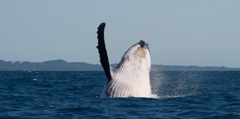 Humpback whale waving - obrazy, fototapety, plakaty