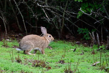 Wildkaninchen in Schweden im Herbst