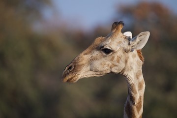 Giraffe
