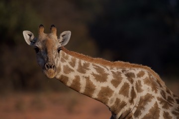 Giraffe