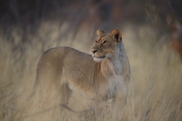 Etosha lioness 2